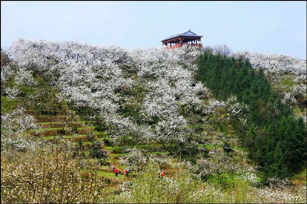【春天，广西桂林灌阳县向您发出邀请！】我们在灌阳看梨花 - 游山玩水 - 重庆生活社区 - 重庆28生活网 cq.28life.net