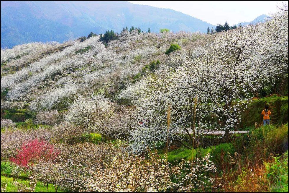 【春天，广西桂林灌阳县向您发出邀请！】我们在灌阳看梨花 - 游山玩水 - 重庆生活社区 - 重庆28生活网 cq.28life.net