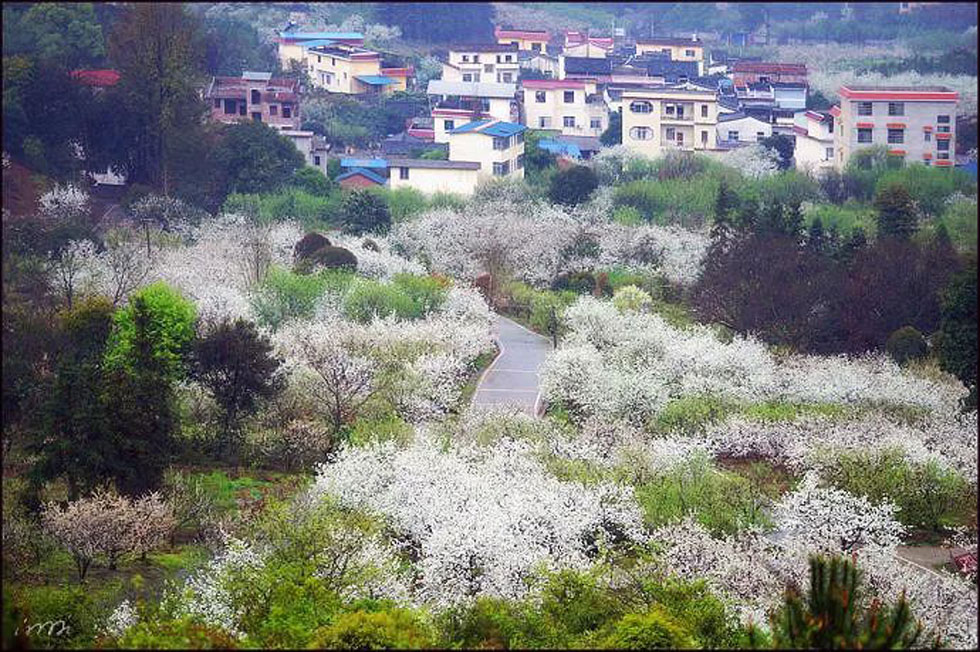 【春天，广西桂林灌阳县向您发出邀请！】我们在灌阳看梨花 - 游山玩水 - 重庆生活社区 - 重庆28生活网 cq.28life.net