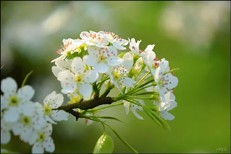 【春天，广西桂林灌阳县向您发出邀请！】我们在灌阳看梨花 - 游山玩水 - 重庆生活社区 - 重庆28生活网 cq.28life.net