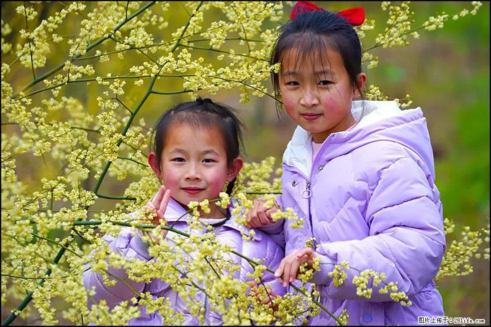 【春天，广西桂林灌阳县向您发出邀请！】米珠山前有片山苍子花在飘香 - 游山玩水 - 重庆生活社区 - 重庆28生活网 cq.28life.net