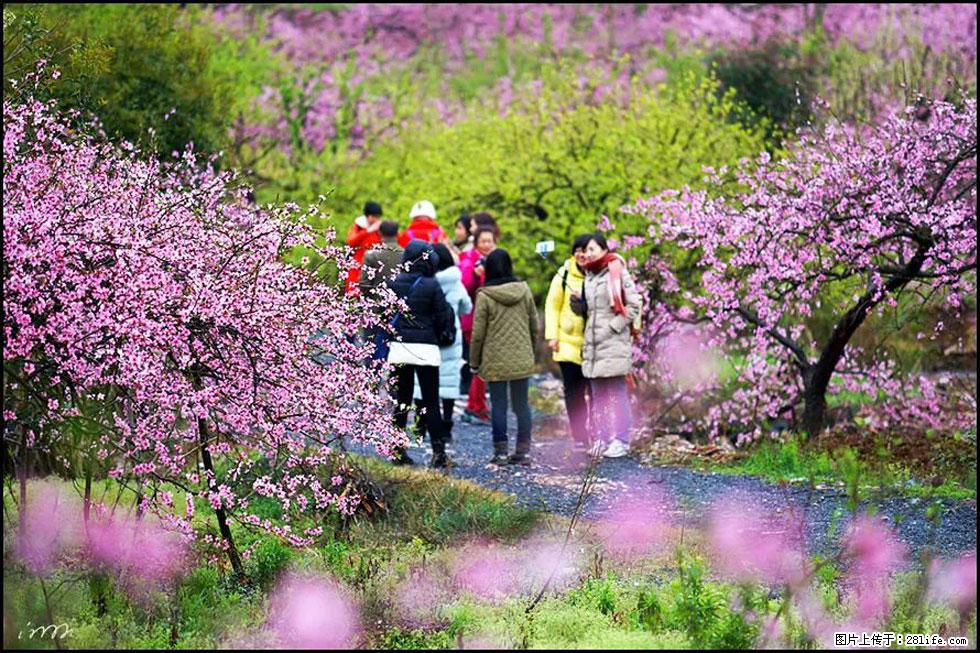 【春天，广西桂林灌阳县向您发出邀请！】官庄村有个醉美的桃花园 - 游山玩水 - 重庆生活社区 - 重庆28生活网 cq.28life.net
