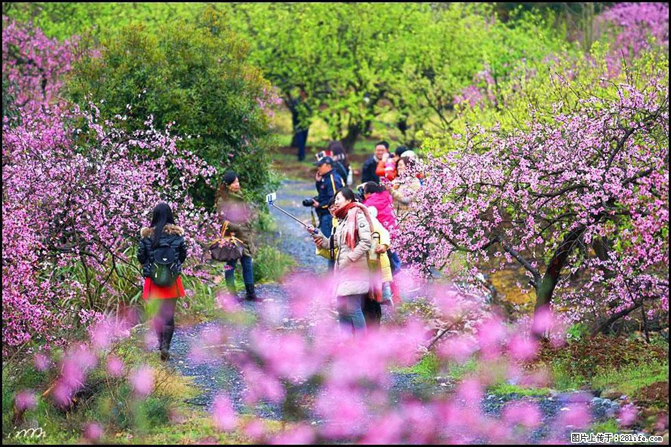 【春天，广西桂林灌阳县向您发出邀请！】官庄村有个醉美的桃花园 - 游山玩水 - 重庆生活社区 - 重庆28生活网 cq.28life.net