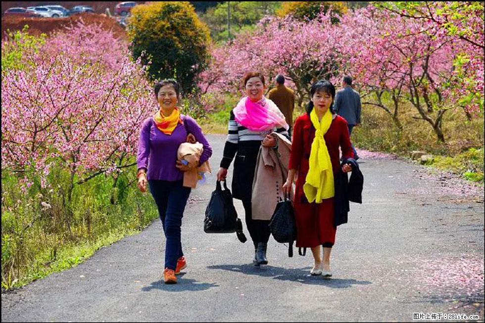 【春天，广西桂林灌阳县向您发出邀请！】官庄村有个醉美的桃花园 - 游山玩水 - 重庆生活社区 - 重庆28生活网 cq.28life.net