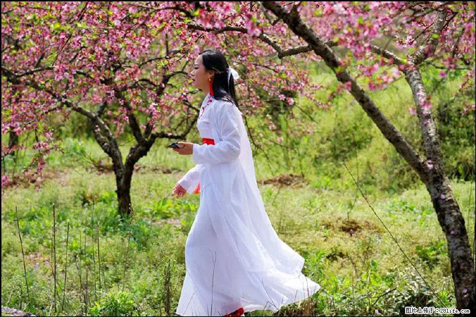 【春天，广西桂林灌阳县向您发出邀请！】官庄村有个醉美的桃花园 - 游山玩水 - 重庆生活社区 - 重庆28生活网 cq.28life.net