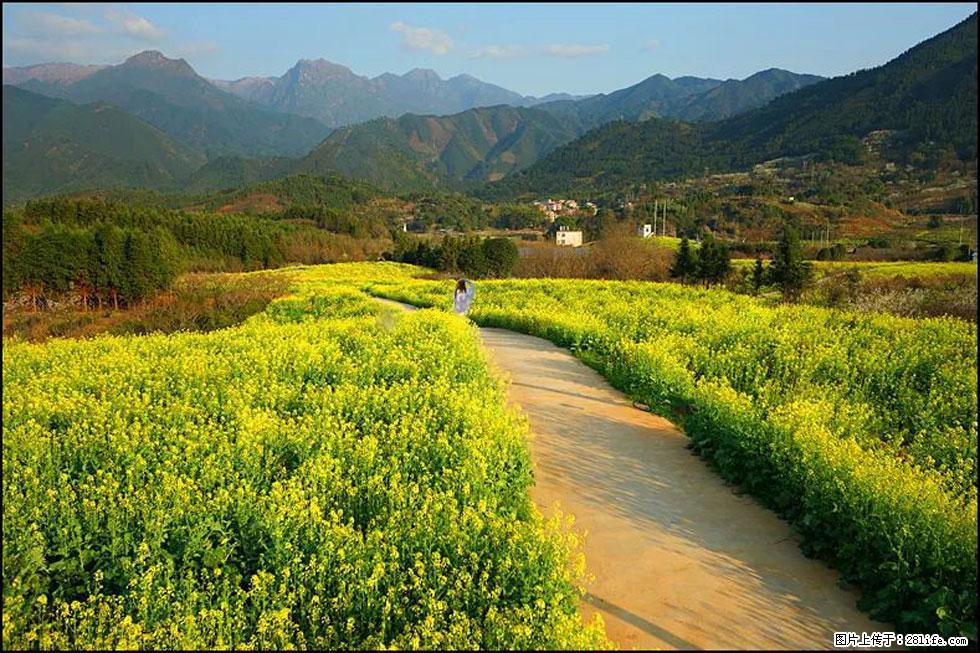【春天，广西桂林灌阳县向您发出邀请！】长坪村油菜盛情花开 - 游山玩水 - 重庆生活社区 - 重庆28生活网 cq.28life.net