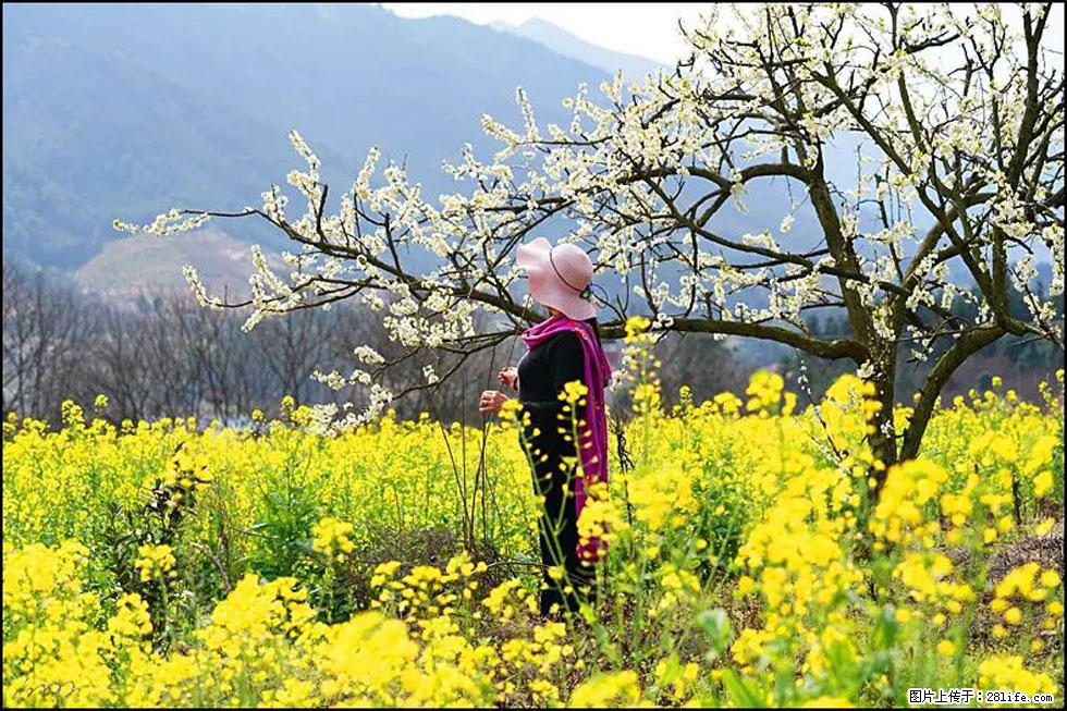 【春天，广西桂林灌阳县向您发出邀请！】长坪村油菜盛情花开 - 游山玩水 - 重庆生活社区 - 重庆28生活网 cq.28life.net