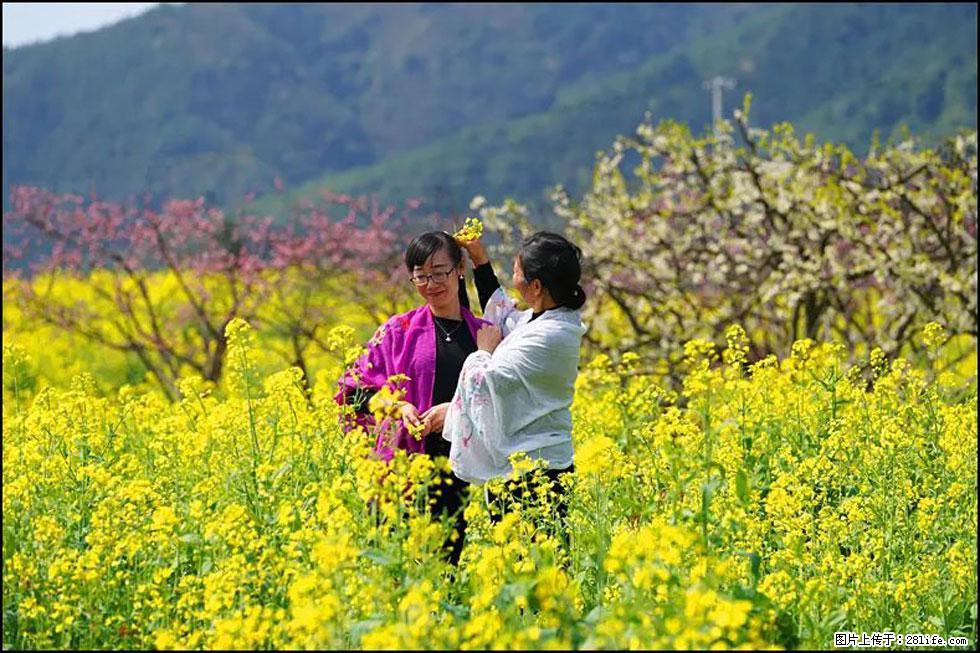 【春天，广西桂林灌阳县向您发出邀请！】长坪村油菜盛情花开 - 游山玩水 - 重庆生活社区 - 重庆28生活网 cq.28life.net