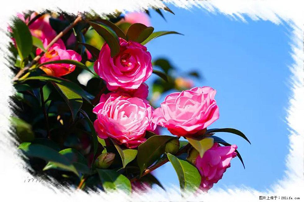 【春天，广西桂林灌阳县向您发出邀请！】杨柳井茶花惹人爱 - 游山玩水 - 重庆生活社区 - 重庆28生活网 cq.28life.net