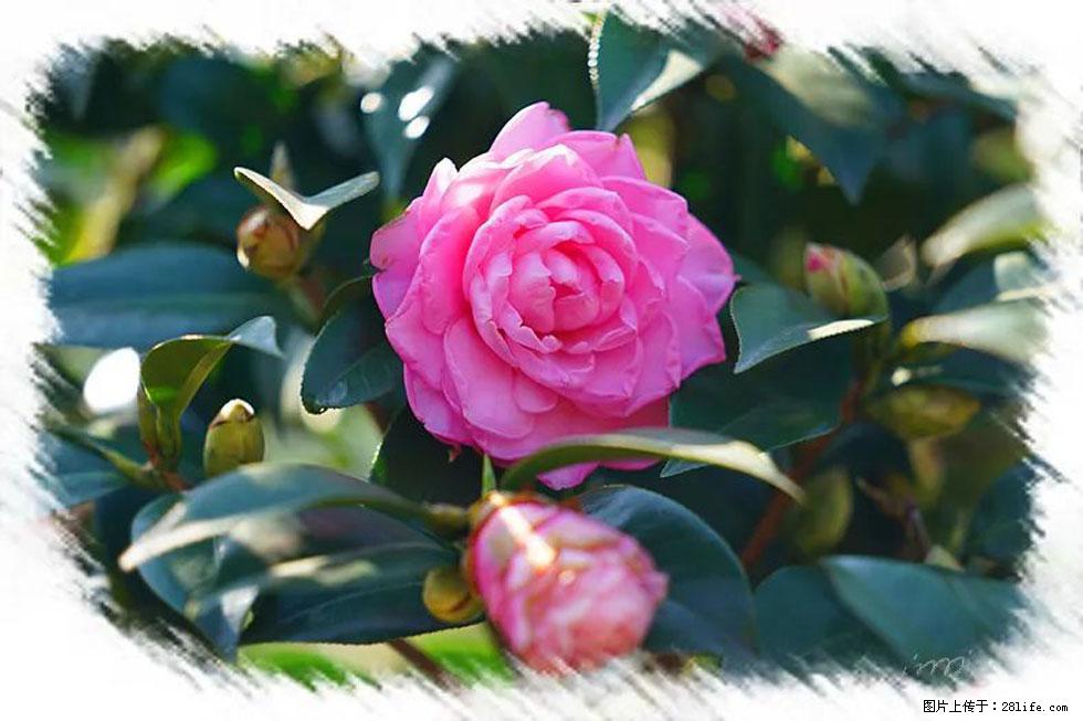 【春天，广西桂林灌阳县向您发出邀请！】杨柳井茶花惹人爱 - 游山玩水 - 重庆生活社区 - 重庆28生活网 cq.28life.net