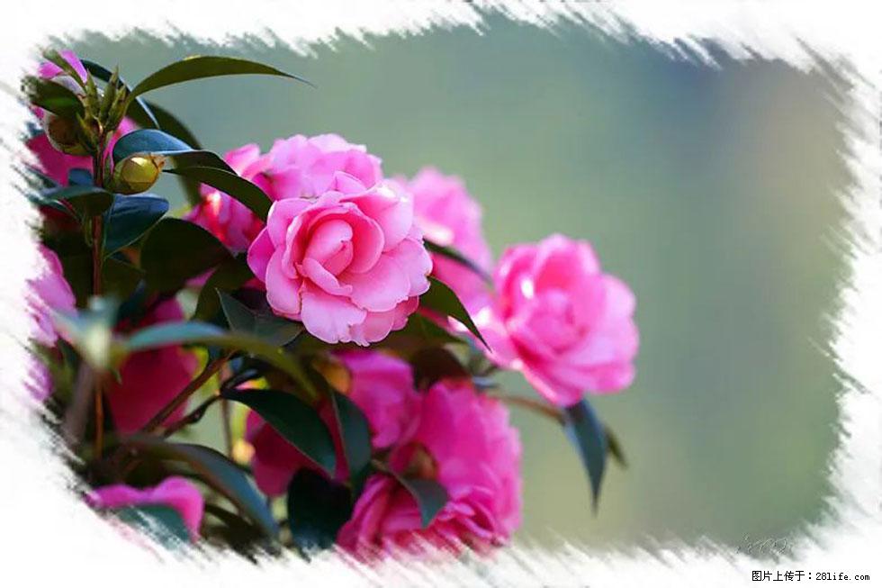 【春天，广西桂林灌阳县向您发出邀请！】杨柳井茶花惹人爱 - 游山玩水 - 重庆生活社区 - 重庆28生活网 cq.28life.net
