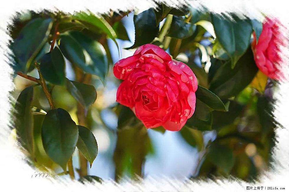【春天，广西桂林灌阳县向您发出邀请！】杨柳井茶花惹人爱 - 游山玩水 - 重庆生活社区 - 重庆28生活网 cq.28life.net