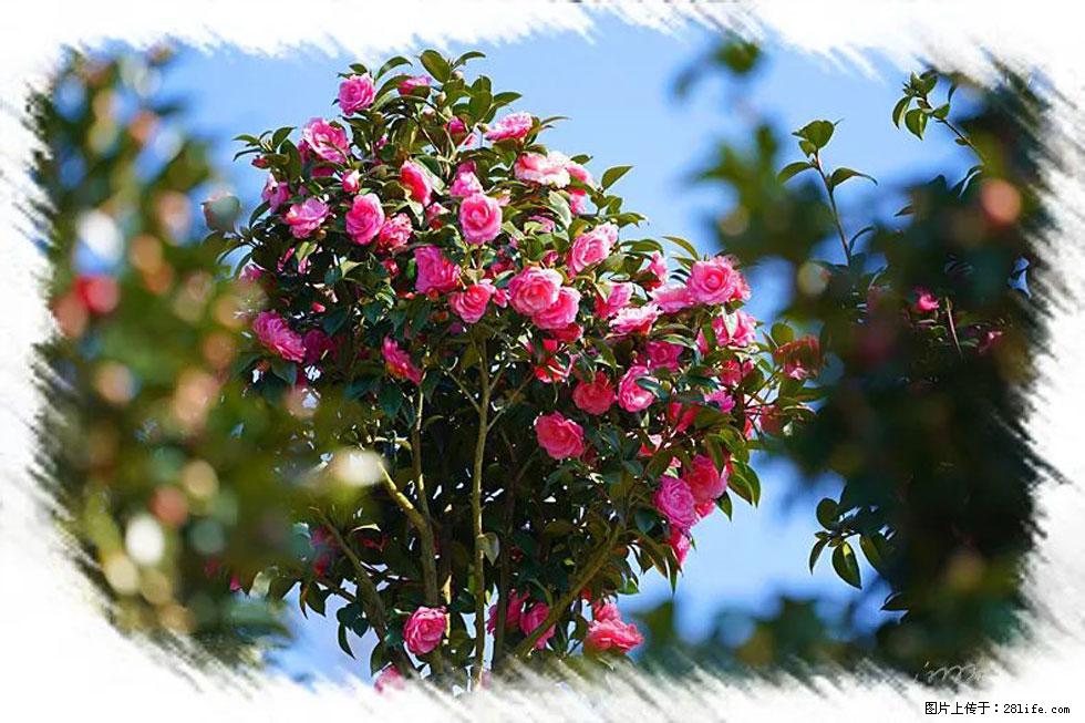 【春天，广西桂林灌阳县向您发出邀请！】杨柳井茶花惹人爱 - 游山玩水 - 重庆生活社区 - 重庆28生活网 cq.28life.net