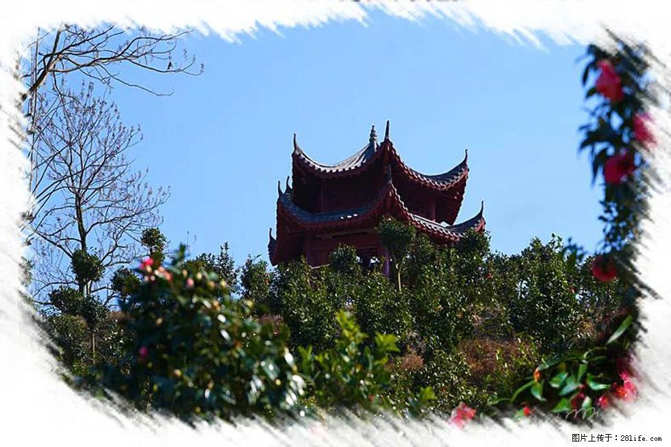 【春天，广西桂林灌阳县向您发出邀请！】杨柳井茶花惹人爱 - 游山玩水 - 重庆生活社区 - 重庆28生活网 cq.28life.net
