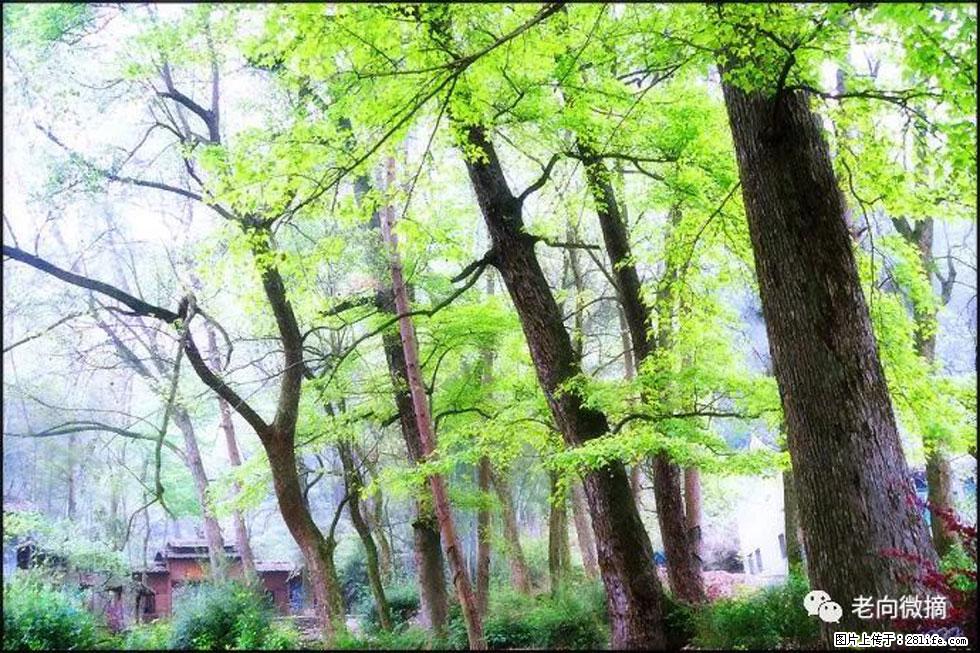 【春天，广西桂林灌阳县向您发出邀请！】在小龙村与春天约会 - 游山玩水 - 重庆生活社区 - 重庆28生活网 cq.28life.net