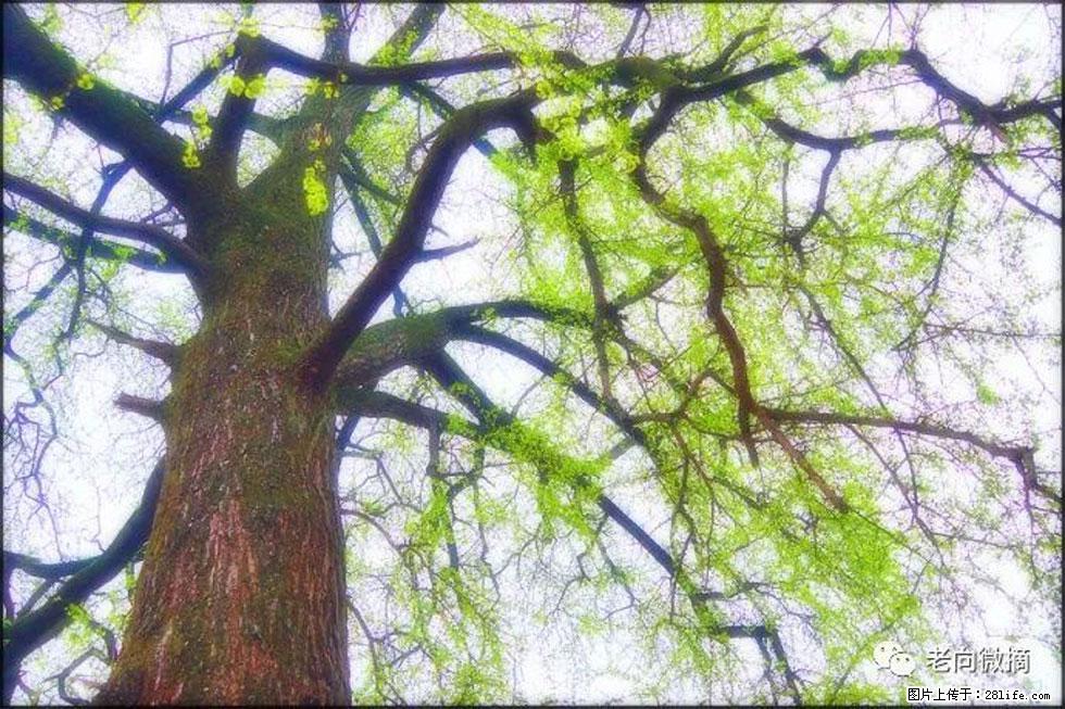 【春天，广西桂林灌阳县向您发出邀请！】在小龙村与春天约会 - 游山玩水 - 重庆生活社区 - 重庆28生活网 cq.28life.net