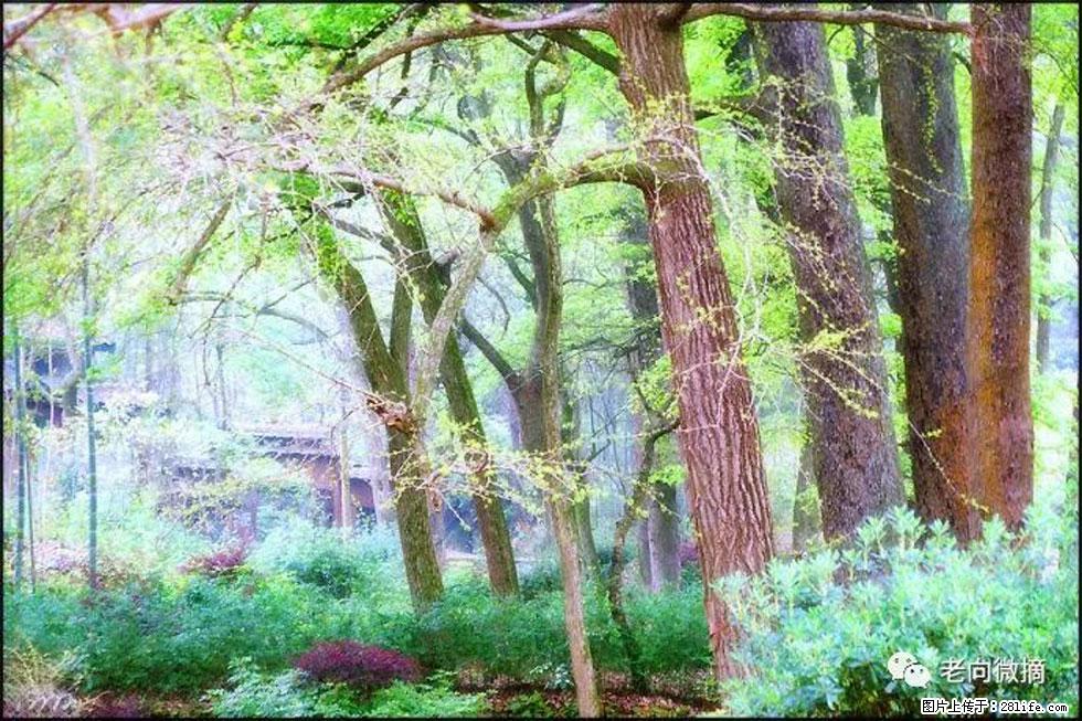 【春天，广西桂林灌阳县向您发出邀请！】在小龙村与春天约会 - 游山玩水 - 重庆生活社区 - 重庆28生活网 cq.28life.net