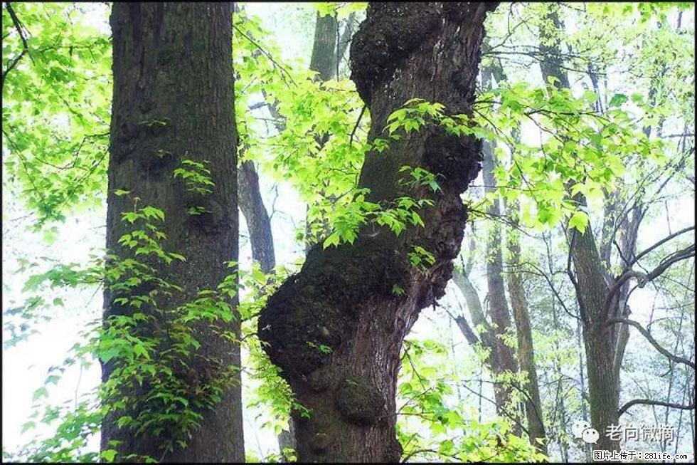 【春天，广西桂林灌阳县向您发出邀请！】在小龙村与春天约会 - 游山玩水 - 重庆生活社区 - 重庆28生活网 cq.28life.net