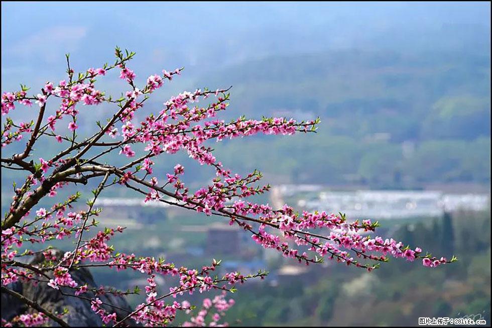 【春天，广西桂林灌阳县向您发出邀请！】望月岭上桃花开 - 游山玩水 - 重庆生活社区 - 重庆28生活网 cq.28life.net