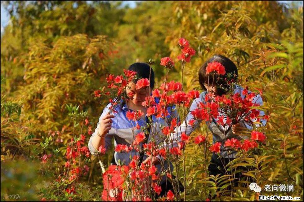 【春天，广西桂林灌阳县向您发出邀请！】登麒麟山，相约映山红 - 游山玩水 - 重庆生活社区 - 重庆28生活网 cq.28life.net