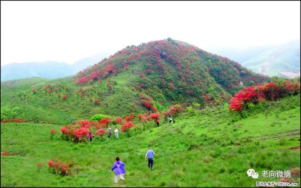 【春天，广西桂林灌阳县向您发出邀请！】宝盖山上映山红 - 游山玩水 - 重庆生活社区 - 重庆28生活网 cq.28life.net