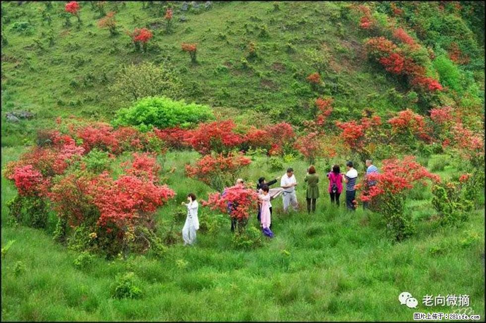 【春天，广西桂林灌阳县向您发出邀请！】宝盖山上映山红 - 游山玩水 - 重庆生活社区 - 重庆28生活网 cq.28life.net