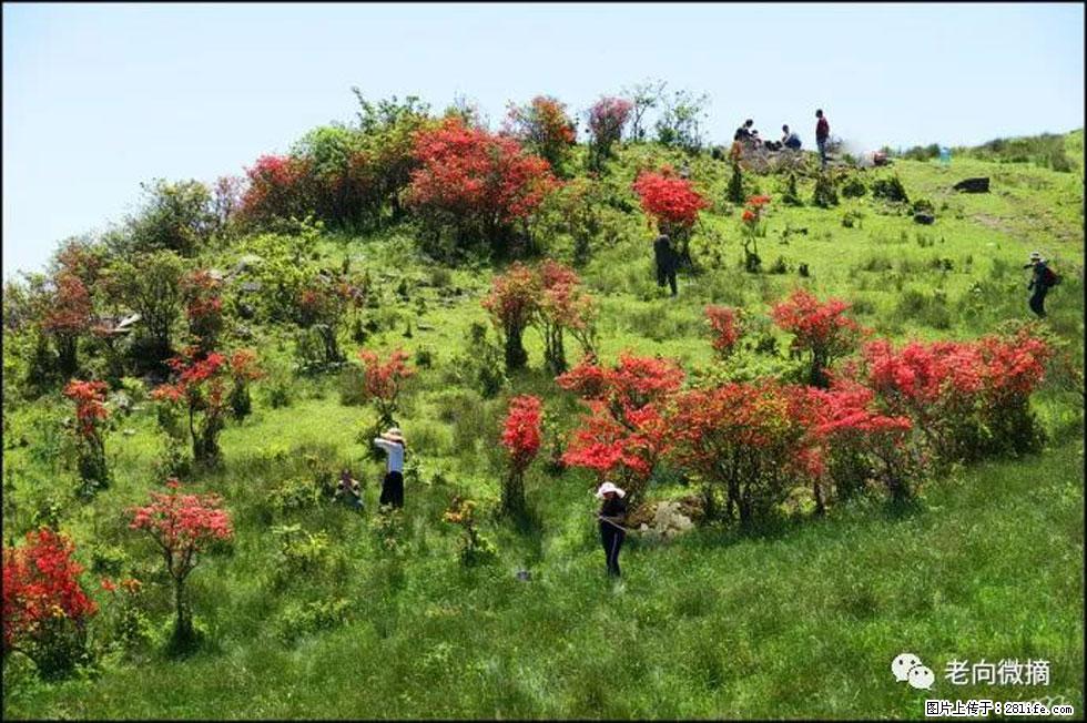 【春天，广西桂林灌阳县向您发出邀请！】宝盖山上映山红 - 游山玩水 - 重庆生活社区 - 重庆28生活网 cq.28life.net