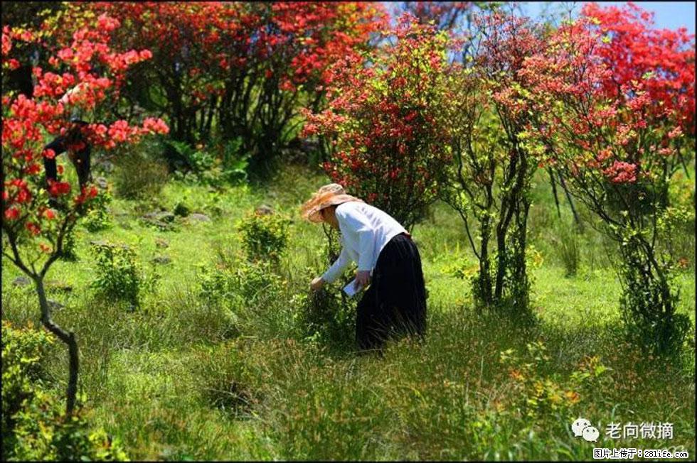 【春天，广西桂林灌阳县向您发出邀请！】宝盖山上映山红 - 游山玩水 - 重庆生活社区 - 重庆28生活网 cq.28life.net