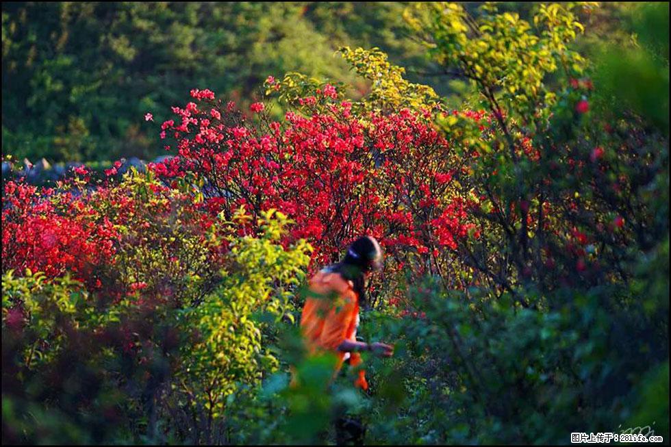 【春天，广西桂林灌阳县向您发出邀请！】春木界上映山红 - 游山玩水 - 重庆生活社区 - 重庆28生活网 cq.28life.net