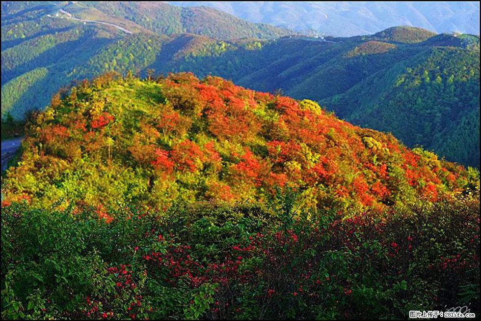 【春天，广西桂林灌阳县向您发出邀请！】春木界上映山红 - 游山玩水 - 重庆生活社区 - 重庆28生活网 cq.28life.net