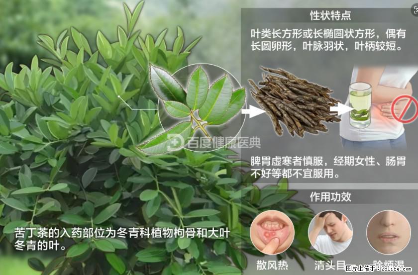 苦丁茶有哪些功效和作用 - 生活百科 - 重庆生活社区 - 重庆28生活网 cq.28life.net