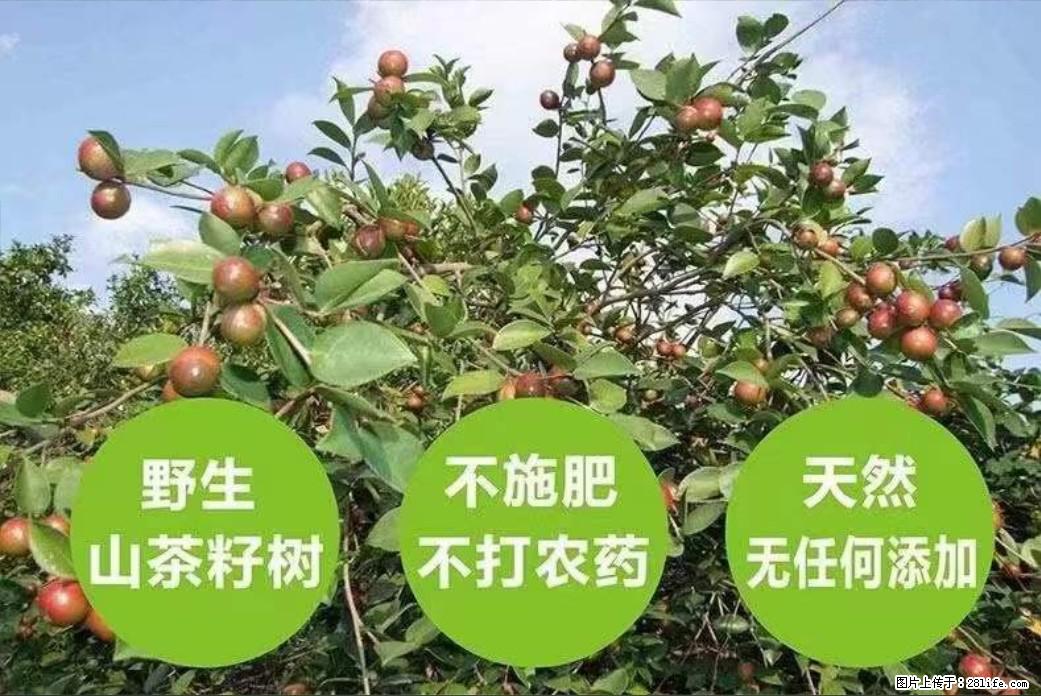 【灌阳县油茶产业示范区】一个有着充实的精神生活的人，对待身外之物自会有一种淡泊的态度 - 美食天地 - 重庆生活社区 - 重庆28生活网 cq.28life.net