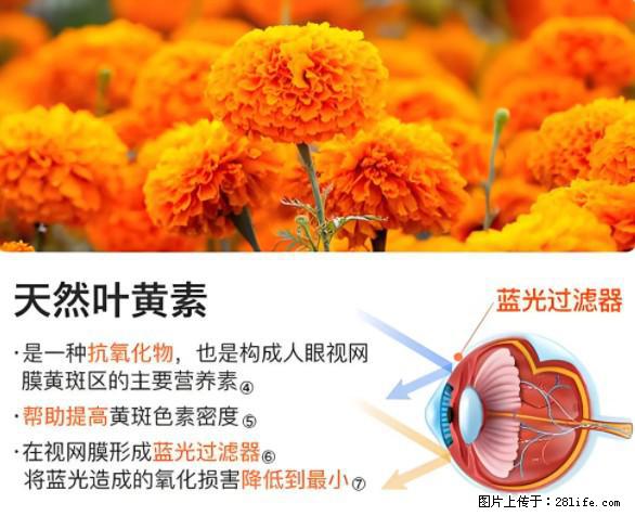 叶黄素有什么功效和作用 - 生活百科 - 重庆生活社区 - 重庆28生活网 cq.28life.net