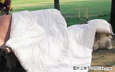 被子有异味？只要这样做，比晒太阳还强100倍！ - 家居生活 - 重庆生活社区 - 重庆28生活网 cq.28life.net