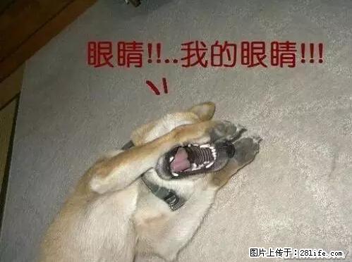 笑癫了！一女的怀孕三年未生，他终于忍不住了... - 娱乐八卦 - 重庆生活社区 - 重庆28生活网 cq.28life.net