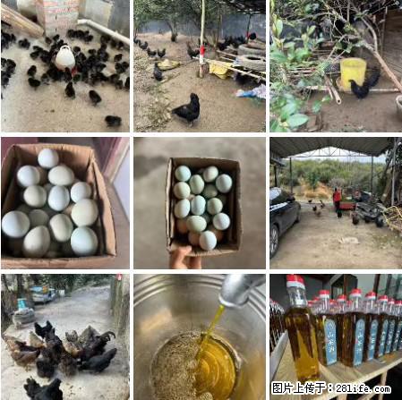 油茶园从小鸡仔开始养起的纯土鸡、土鸡蛋可以预定啦！还有前几天刚榨的纯山茶油哦 - 土特产 - 饮食特产 - 重庆分类信息 - 重庆28生活网 cq.28life.net