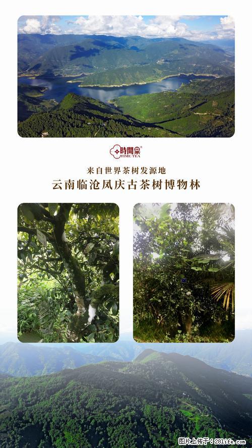 时间果百年古树2025年春红茶 - 购物交流 - 重庆生活社区 - 重庆28生活网 cq.28life.net
