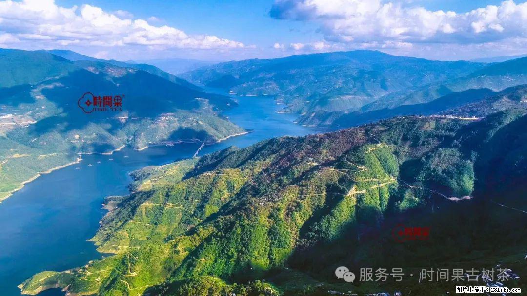 时间果百年古树龙珠普洱生茶 - 购物交流 - 重庆生活社区 - 重庆28生活网 cq.28life.net