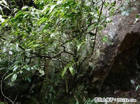 平乐石崖茶，珍贵仅次于金花茶 - 重庆生活资讯 - 重庆28生活网 cq.28life.net