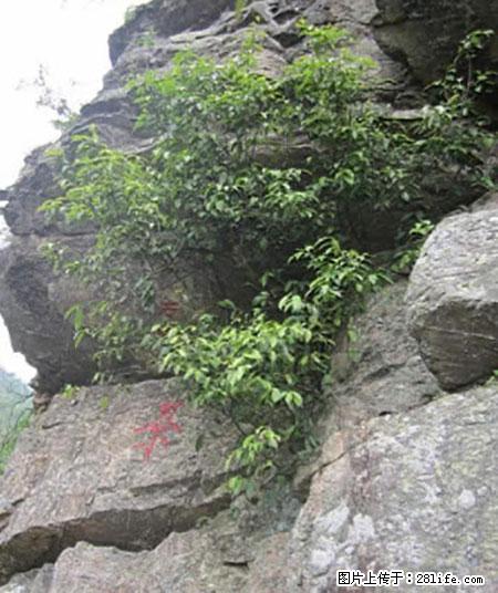 平乐石崖茶，珍贵仅次于金花茶 - 重庆生活资讯 - 重庆28生活网 cq.28life.net
