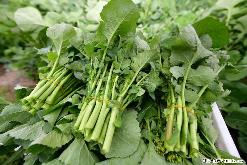 这些蔬菜是“天然钙片”，这6种被医生重点推荐 - 重庆生活资讯 - 重庆28生活网 cq.28life.net